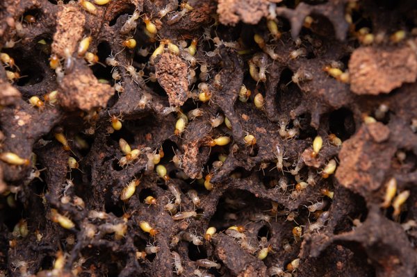 Les chiens peuvent-ils être formés pour détecter les termites ?