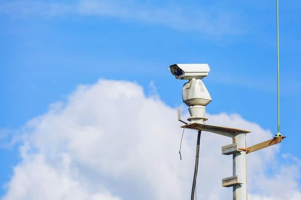 Les suricates et leur système d'alerte sophistiqué