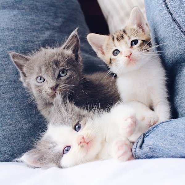 Comment entretenir le pelage soyeux d'un chat Balinais ?