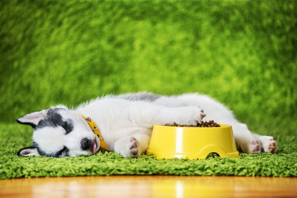 Bien choisir la nourriture de son husky